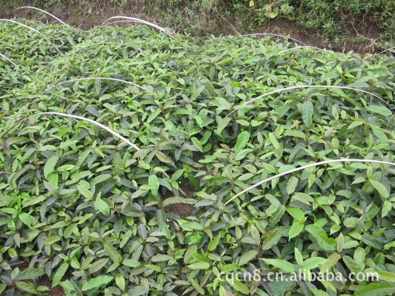 大量供應黃角樹苗 黃角樹小苗 規(guī)格齊全 成活率高 量大從優(yōu)