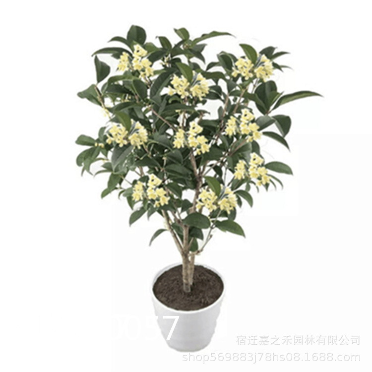 庭院植物嫁接桂花樹苗 盆栽桂花 八月桂花苗金桂花沉香桂當(dāng)年開花