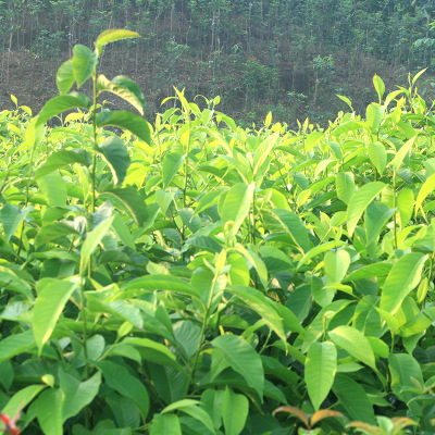 綠化苗黃角蘭 大量供應(yīng) 高活黃角蘭 工程園林綠化苗木黃角蘭批發(fā)