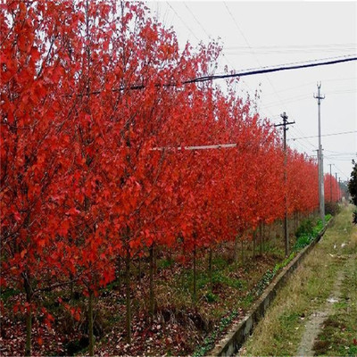 大量出售美國紅楓 現(xiàn)挖現(xiàn)賣多年種植經(jīng)驗(yàn)保濕發(fā)貨 美國紅楓