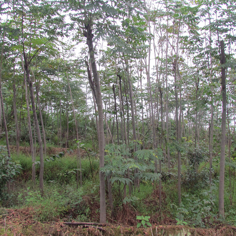 重慶江津 復(fù)羽葉 黃山欒樹批發(fā) 廠家直銷