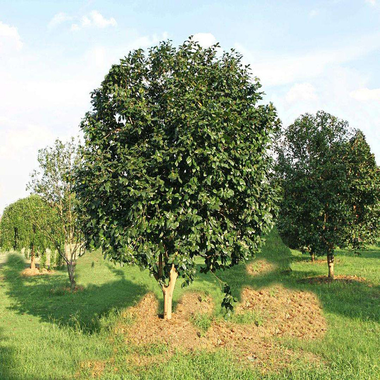 茶花樹重慶批發(fā)茶花樹供應(yīng)園林綠化茶花樹規(guī)格茶花樹工程