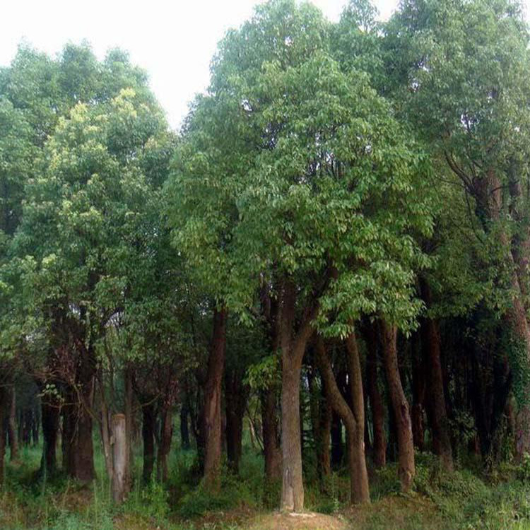 基地直銷香樟樹苗 常綠喬木景觀苗 園林行道樹 香樟苗庭院風(fēng)景樹