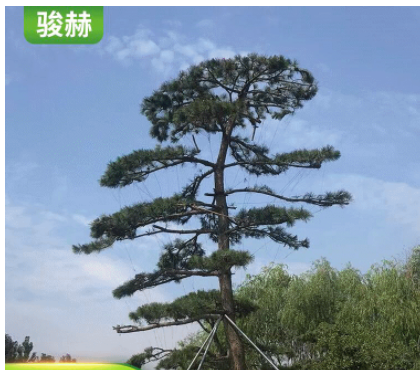 基地批發(fā)迎客造型松數(shù) 景觀松多種造型可選 現(xiàn)挖現(xiàn)發(fā)泰山松樹