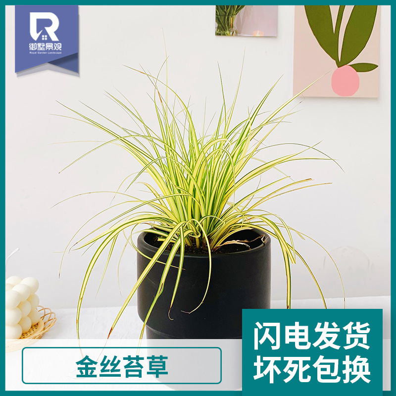 金絲苔草花境植物 花境濕地綠化金葉苔草 花壇觀葉植物金絲苔草