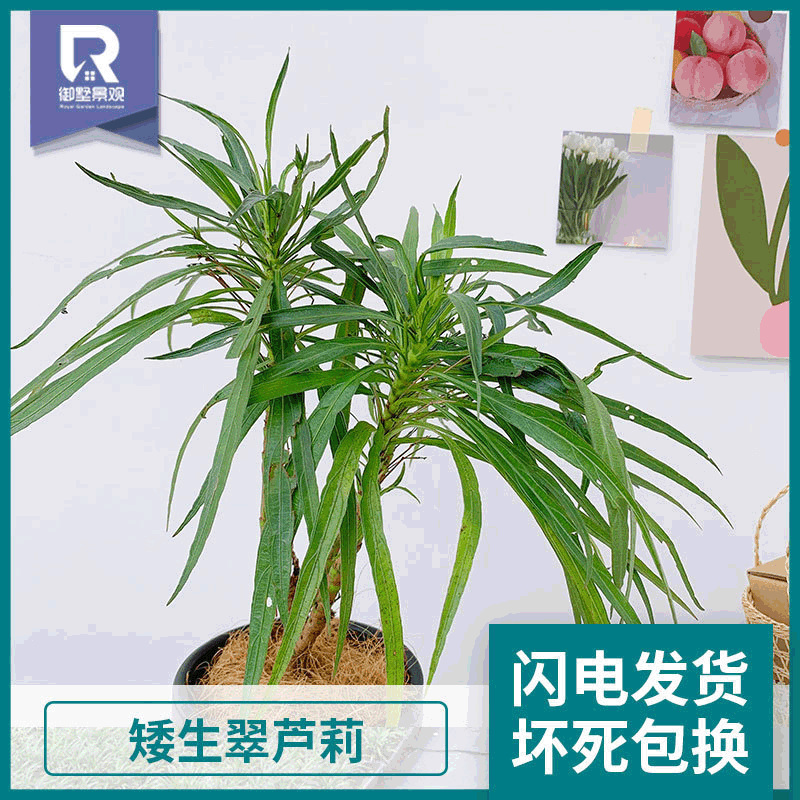 園林綠化植物矮生翠蘆莉 常綠性喜陽翠蘆莉 家庭盆栽矮生翠蘆莉