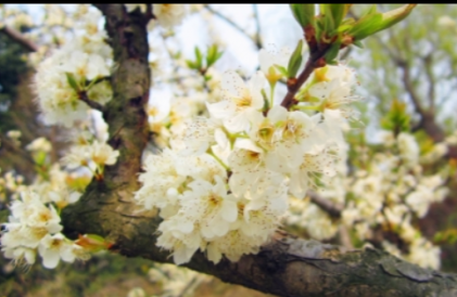 揚(yáng)州進(jìn)入最美“煙花三月季” 百花花期普提前