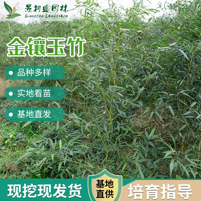 庭院植物金鑲玉竹盆栽凈化空氣綠籬植物園林工程綠化苗卉量大從優(yōu)