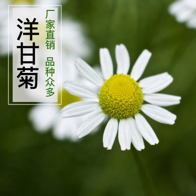 洋甘菊 德國洋甘菊羅馬洋甘菊重瓣洋甘菊 品質(zhì)好常年直售批發(fā)