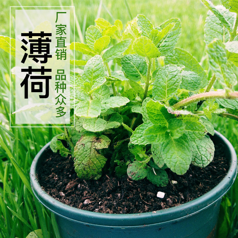 薄荷盆栽 批發(fā)20多個(gè)品種留蘭香可食用 地被植物胡椒蘋果批發(fā)盆栽