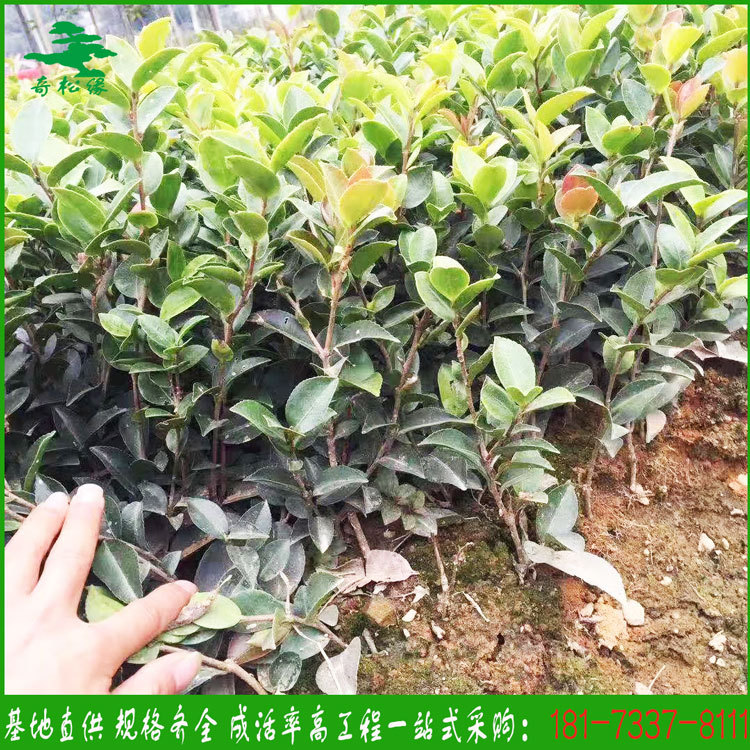 基地直發(fā)茶梅小苗茶花小苗綠化工程常綠灌木色塊小毛球一站式采購