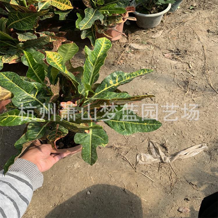 變色木 優(yōu)質(zhì)苗 道路綠化 市政 園林 蕭山 苗圃 直銷 成活率高