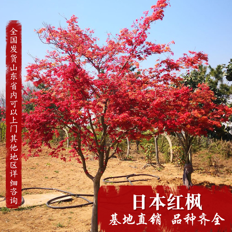 廠家發(fā)貨 日本紅楓樹苗批發(fā)綠化苗木行道點(diǎn)綴紅楓盆栽庭院種植