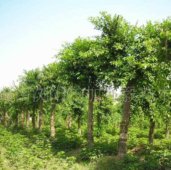 香樟批發(fā) 園林綠化喬木 庭院綠化香樟樹 規(guī)格齊全 優(yōu)價(jià)出售