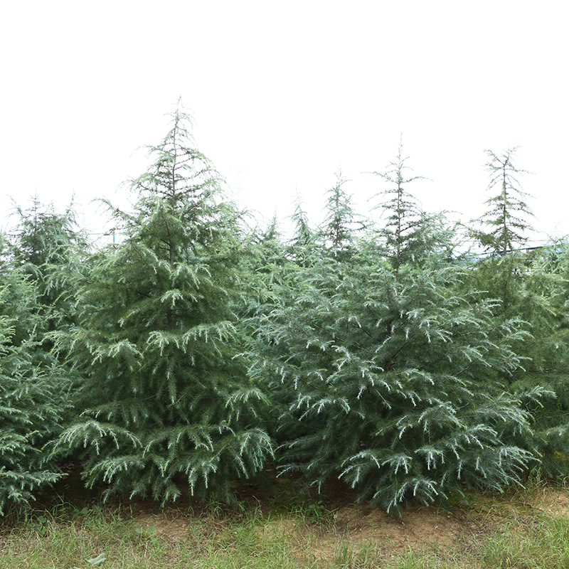 苗圃直供雪松苗 景觀綠化樹苗枝葉茂盛常綠植物適應(yīng)性好雪松苗