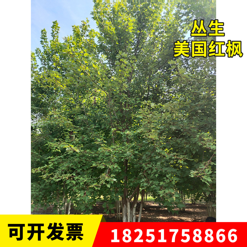 叢生紅楓 美國紅楓叢生苗 桿樹5-6桿 精品樹形 一枝園林