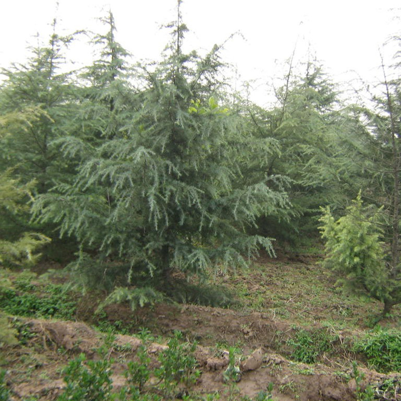 基地直銷雪松苗 工程綠化苗木四級長青庭院種植雪松苗 量大優(yōu)惠