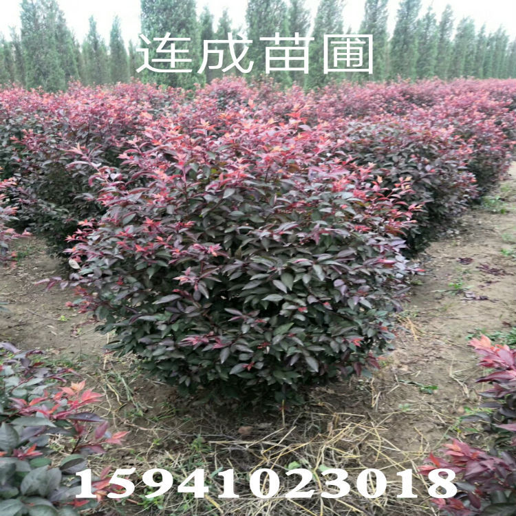 圃地出售紅葉李球 紅葉李 紫葉李球彩葉苗木批發(fā)規(guī)格齊全