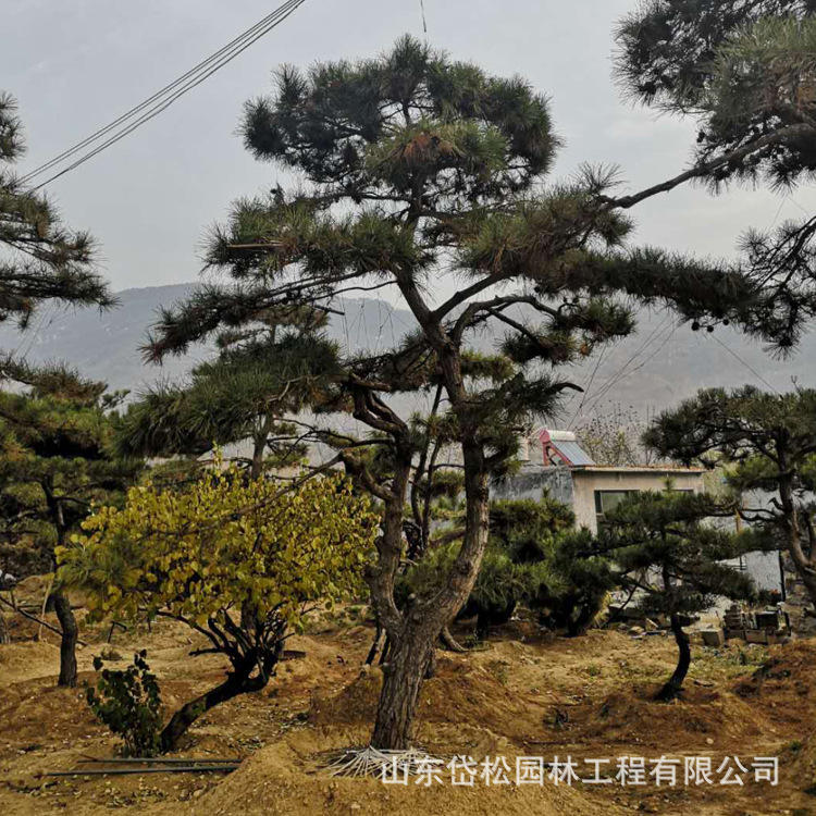 泰安綠化苗種植基地常年供應(yīng)造型松 成活率高多規(guī)格造型松