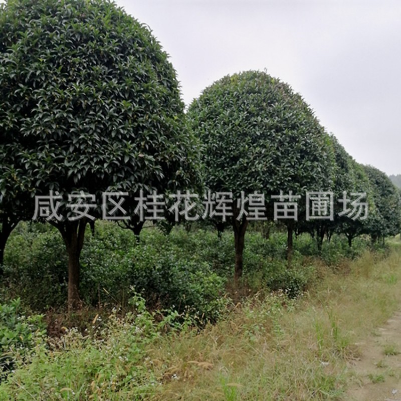 產(chǎn)地直銷 常綠喬木桂花樹 12公分-15cm高桿八月桂花樹 桂花基地