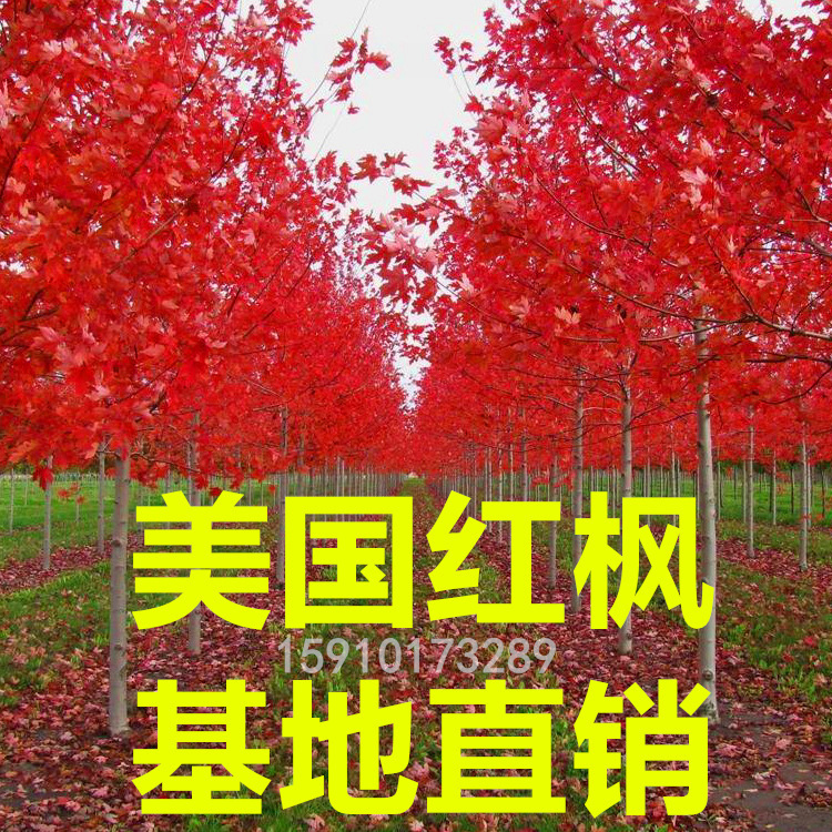 美國紅楓基地銷售1-30公分美國紅楓 秋火焰 紅點(diǎn) 紅冠等 規(guī)格齊全