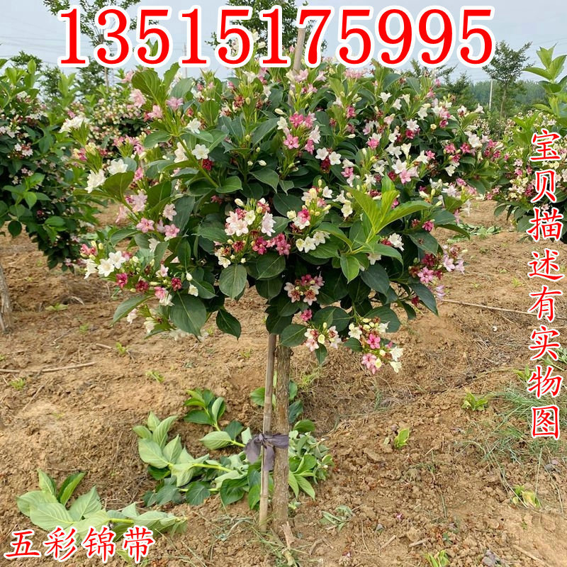 五彩錦帶花樹盆栽錦帶苗別墅庭院耐寒大型風(fēng)景樹五彩錦帶樹苗花卉