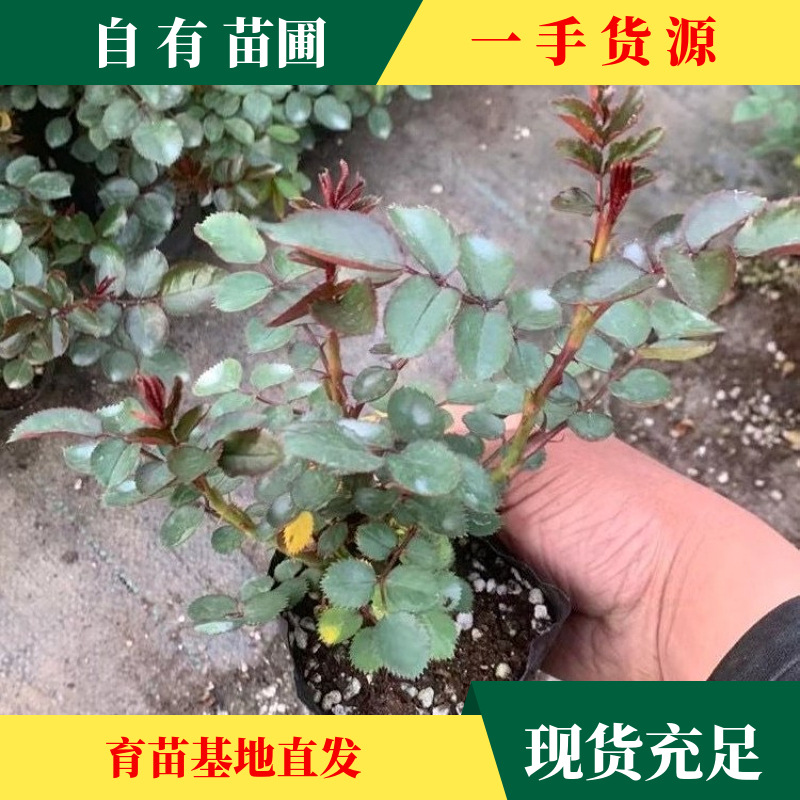 批發(fā)品種歐月 多花薔薇苗 當(dāng)年開花藤本月季苗 爬藤花卉龍沙寶石